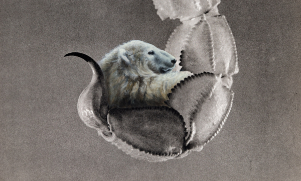 Eisbär neu Eisbär neu